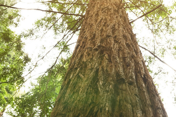 INSIA podporuje již 3. rokem projekt ADOPCE NA DÁLKU