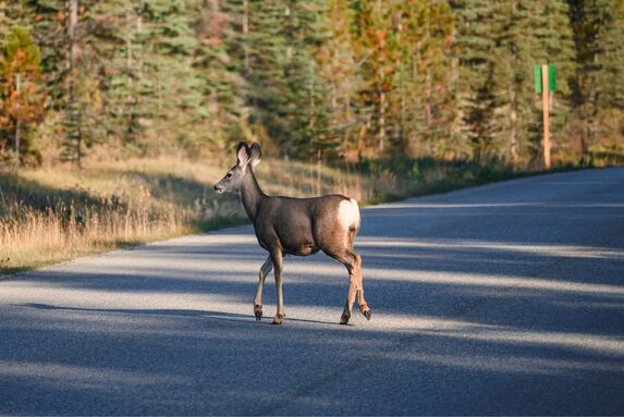 Srážených zvířat přibývá! Jak se zachovat při srážce?