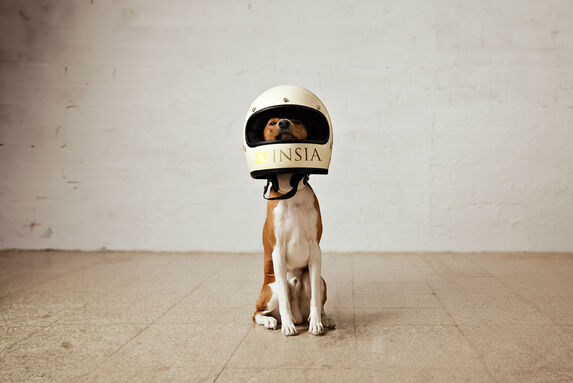 Cestovní pojištění pro psy do zahraničí