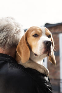 Pojištění <em>zvířat</em>