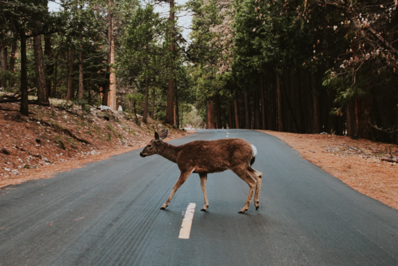 Co dělat, když srazíte zvíře?