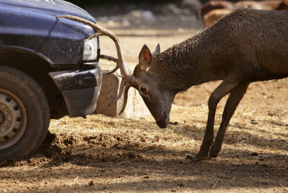 Jak se zachovat, když srazíte zvíře?