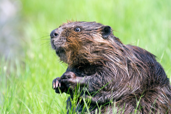  Jezdíte autem? Dejte pozor na bobry, mohou vám pěkně zavařit